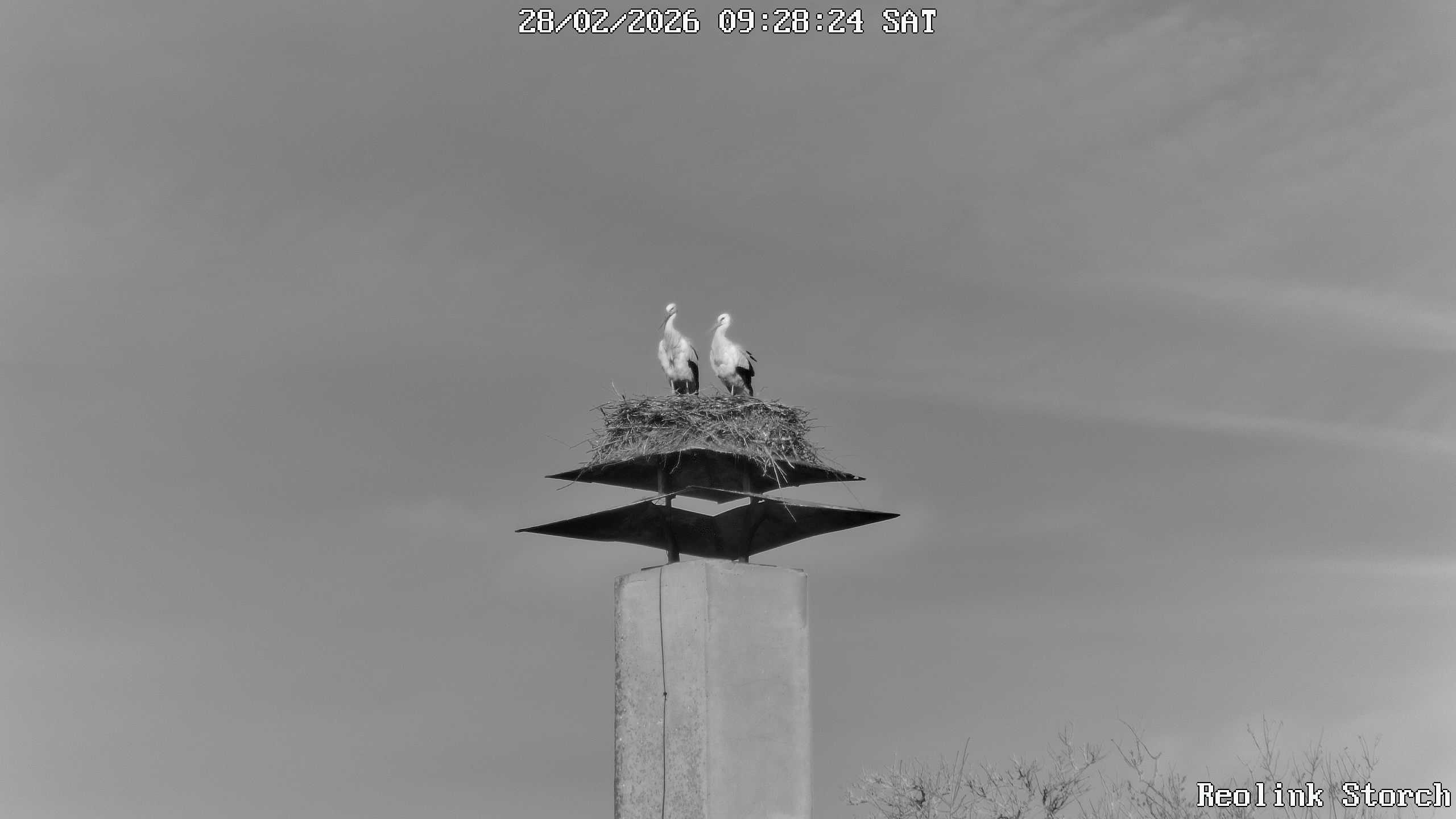 Storchencam Bild